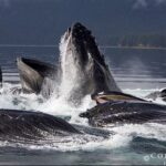 【恐怖】ボート中「くじらに遭遇」触ろうとして手を差し伸べるがボードをはたかれて海に...その後「巨大クジラ12頭」に囲まれたが？