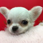 【愛犬】男性が選んだ「子どもと一緒に育てたい犬種」ランキング！第2位は「チワワ」！第1位は？