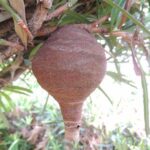 今年の夏はスズメバチの巣が巨大化？攻撃性の強い「スズメバチ」に注意！駆除依頼は去年の約１.５倍…