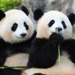 【アドベンチャーワールド】夏のレジャーは和歌山県に行こう！総合満足度ランキング1位！