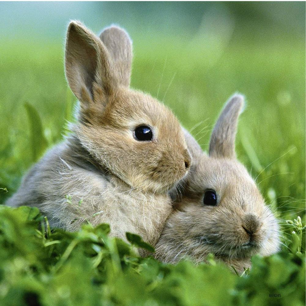 【ウサギ住宅占拠】自宅で飼育していた２匹が、２年足らずで100倍以上に増殖！？