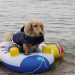 【危険】「ライフジャケット」着用なしの水遊びはNG！「命より安い」でも、すぐ買わなかったのはなぜ？