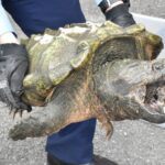 『危険なカメ逃走』台風で増水の池から...「ワニガメ」か「カミツキガメ」の可能性