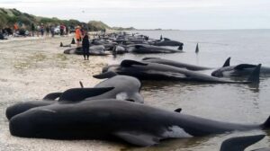 『クジラ200頭』あまりが座礁、「過去最大規模」で困惑...自然界に一体何が？
