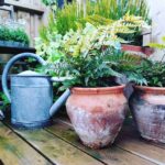 『ゴキブリ』対策！外に置かれた「ゴミ」「段ボール」「鉢植え」産卵場所になるため置かない工夫を...