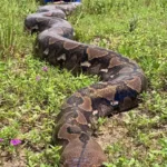 【悲報】54歳女性を丸飲みした体長6.7ｍのニシキヘビ発見、衣服もそのまま（インドネシア）