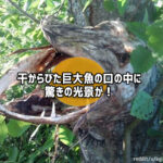 『自然の神秘』木の枝に引っ掛かったまま「ミイラ化した巨大魚」の口の中に驚きの光景が！