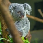 【都民の日】動物園・博物館等「22施設」が無料！さらにテニス、卓球、バドミントンの個人利用も...