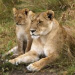 【悲報】家族の目の前でライオンに連れ去られた3歳児、体の一部が発見される（印）