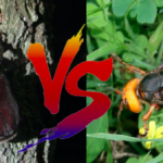 『カブトムシ』vs『スズメバチ』 昆虫界“最強対決”ついに決着か…