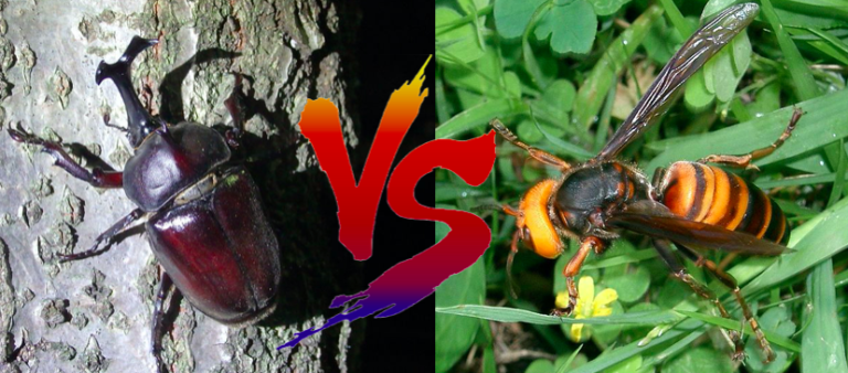 『カブトムシ』vs『スズメバチ』 昆虫界“最強対決”ついに決着か…