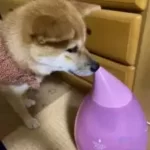 「加湿器」で」鼻の乾燥対策」をする「柴犬！飼い主もビックリ　