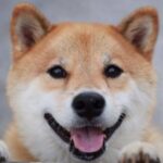 “監視”スタートは午前3時から？ 毎日のように飼い主の寝顔を覗き込んでくる「柴犬」 二度寝できない“無言の圧”に飼い主「泣きそう」