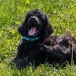 友人が旅行に行くので犬を預かったけど引き取りに来ない。その後、保護施設に持ち込んだけど間違ってる？