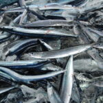 海がサンマだらけ !  サンマの大群が出現した理由は ?