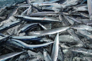 海がサンマだらけ !  サンマの大群が出現した理由は ?