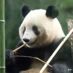 シャンシャンの返還時期が決定　「お別れなんて嫌だ」「涙が止まらない」の声