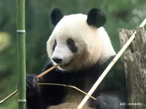 シャンシャンの返還時期が決定　「お別れなんて嫌だ」「涙が止まらない」の声