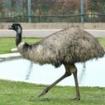 『アドベンチャーワールド』鳥インフル「陽性」確認　アヒルから検出...ダチョウやエミューなど57羽殺処分始まる