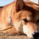 お散歩大嫌いな柴犬に“散歩に行こう”と声を掛けると……？　この世の終わりのような表情が132万回再生を突破