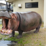 2歳児、「カバ」に飲み込まれるも奇跡的に「生還」