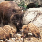 体重120キロの「イノシシ」が突然大暴れ...愛情を込めて育てていた「飼い主」が死亡（タイ）