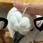 オウムの頭に生えた“立派なツノ”をこすってみたら……　思いがけない光景に「初めて知った」「ビックリです」の声