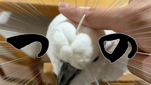 オウムの頭に生えた“立派なツノ”をこすってみたら……　思いがけない光景に「初めて知った」「ビックリです」の声