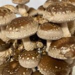 『しいたけ栽培キット』についてまとめてみた