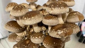 『しいたけ栽培キット』についてまとめてみた