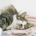 人気YouTuber『もちまる日記』の猫動画に獣医師が怒り「許し難い」病院で暴れる飼い猫撮影し物議