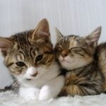 ３本脚となった子猫を弟分として受け入れ、誰よりもかわいがる猫