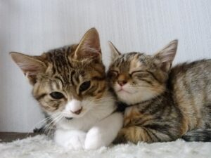 ３本脚となった子猫を弟分として受け入れ、誰よりもかわいがる猫