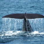 「大阪湾にクジラ」珍現象で浮上した「南海トラフ巨大地震」との不気味な関連性