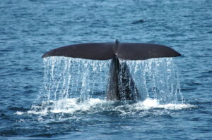 「大阪湾にクジラ」珍現象で浮上した「南海トラフ巨大地震」との不気味な関連性