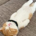 伸びすぎ注意。本気を出せばどこまで伸びるかわからない猫