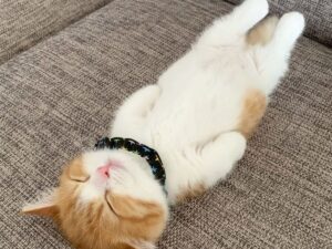 伸びすぎ注意。本気を出せばどこまで伸びるかわからない猫