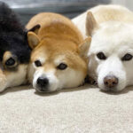 コロナ禍の人気犬種ランキング、2位「チワワ」を抑えた圧倒的1位は?