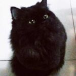 今年ももうすぐ「猫の日」がやってくる！ニャンダフルな猫コンピレーションアルバム発売決定！