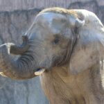 アフリカゾウにも恵方巻　無病息災願う節分イベント ！