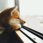 お留守番中の愛犬を撮影してみたら……「胸が締め付けられました」　普段見せないせつない表情がいとおしい