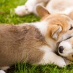 猫とコーギーが偶然見せた『スゴ技』　写真に「奇跡のショット」「サーカスかな？」