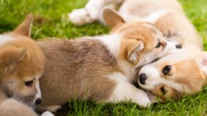 猫とコーギーが偶然見せた『スゴ技』　写真に「奇跡のショット」「サーカスかな？」