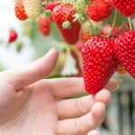 名古屋から1時間でいけるいちご狩り人気農園10選！料金・予約情報・採れるいちご品種などの情報一覧
