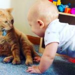 赤ちゃんがうらやましかった…？　猫がくわえていたものに「かわいすぎ」「ジャストフィット！」