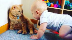 赤ちゃんがうらやましかった…？　猫がくわえていたものに「かわいすぎ」「ジャストフィット！」