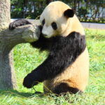 中国・米動物園のパンダ「ＹａＹａ」が木登りに挑戦、ネット上で話題に
