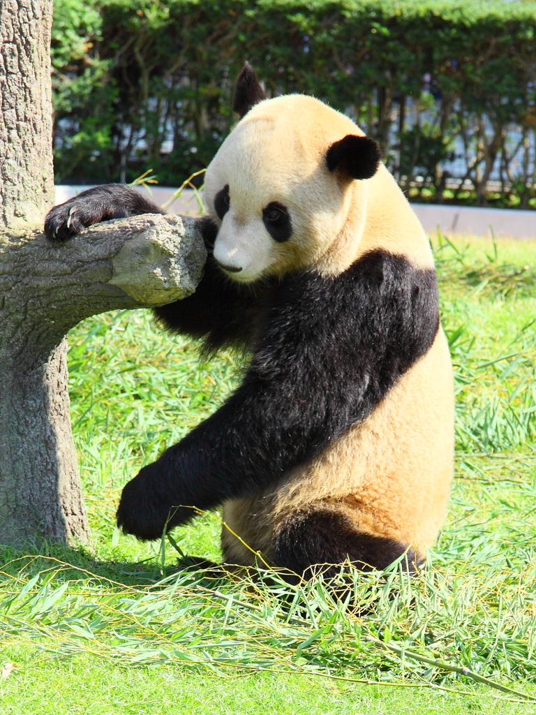 中国・米動物園のパンダ「ＹａＹａ」が木登りに挑戦、ネット上で話題に