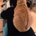 猫スタッフが魅せる“極上施術”に羨望の声続々！整体院での癒やしの時間を過ごそう