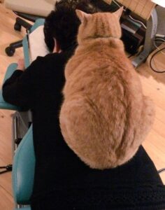 猫スタッフが魅せる“極上施術”に羨望の声続々！整体院での癒やしの時間を過ごそう